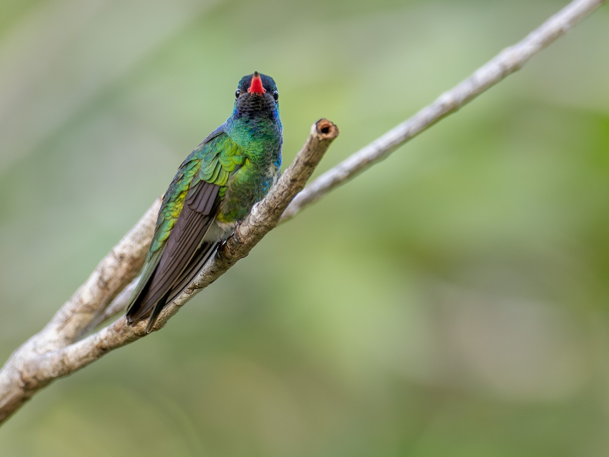kolibřík Humboldtův - ML615633819