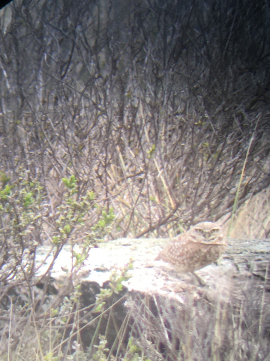 Burrowing Owl - Frank Fogarty