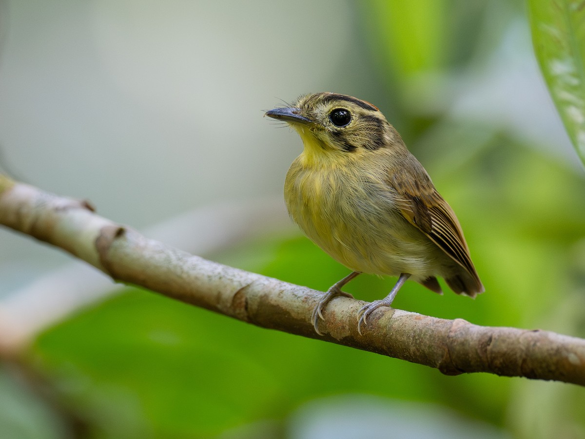 Golden-crowned Spadebill - Mollee Brown