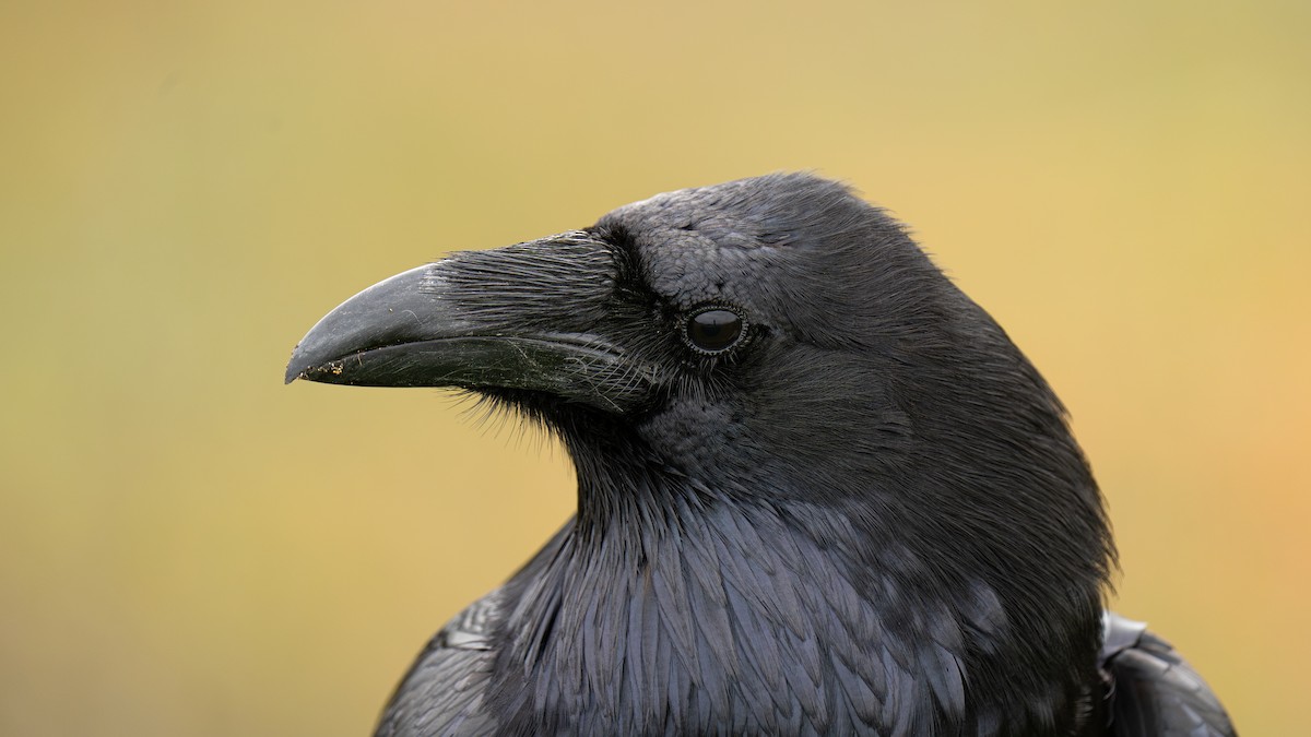 Common Raven - ML615633876