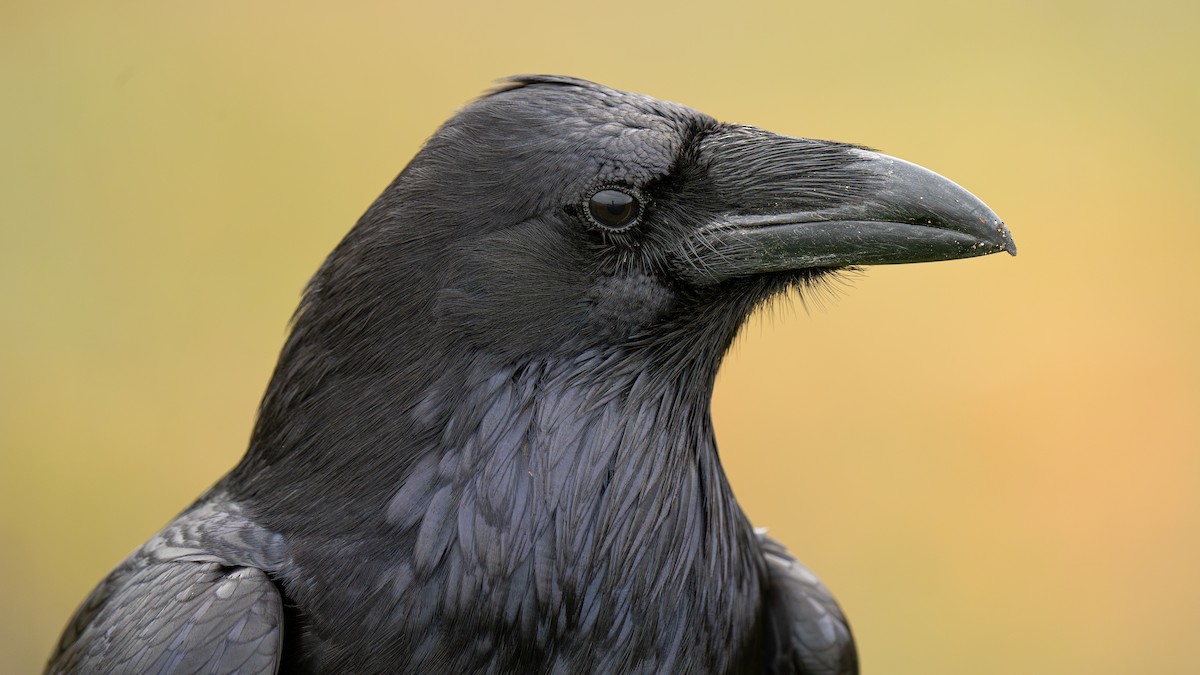 Common Raven - ML615633877
