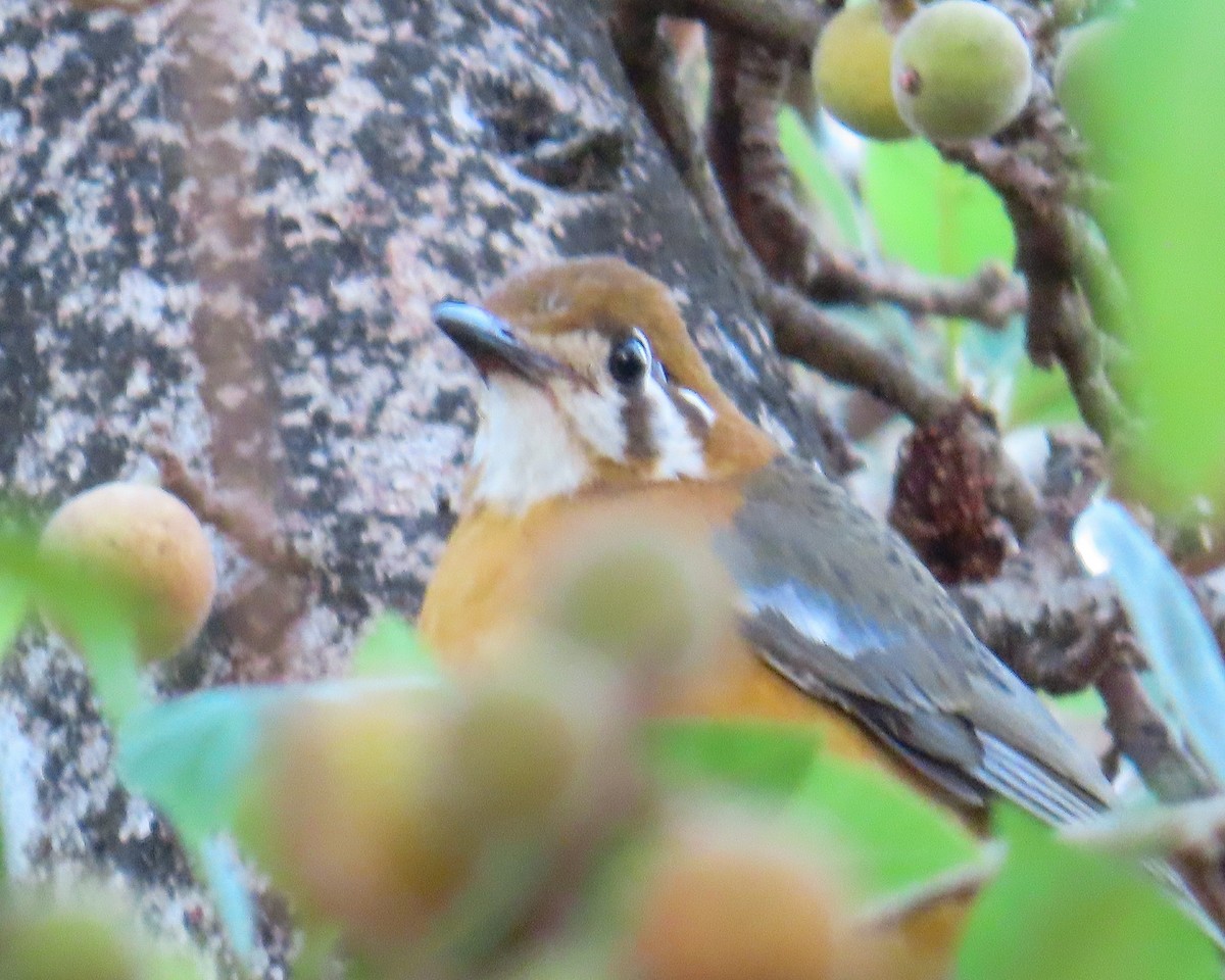 Orange-headed Thrush - ML615633901