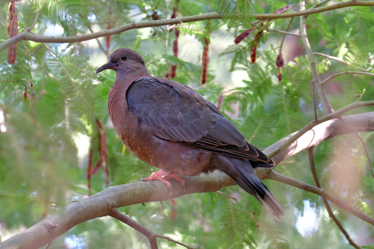 Chilean Pigeon - Juan Esteban Salazar