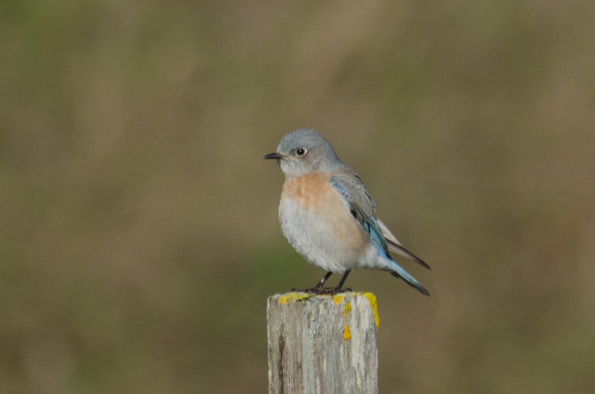 Western Bluebird - ML615633929