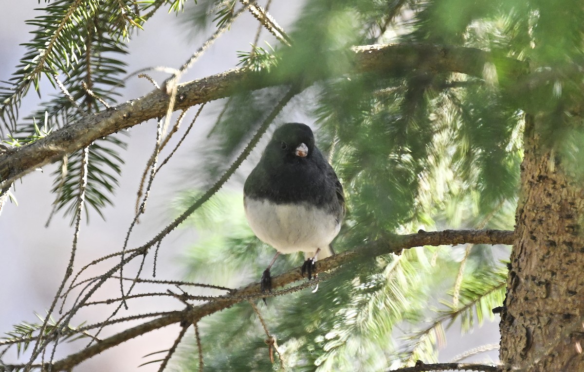 Dark-eyed Junco - ML615633941