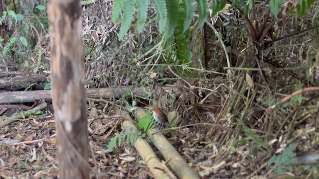 Chestnut-crowned Antpitta - ML615633943