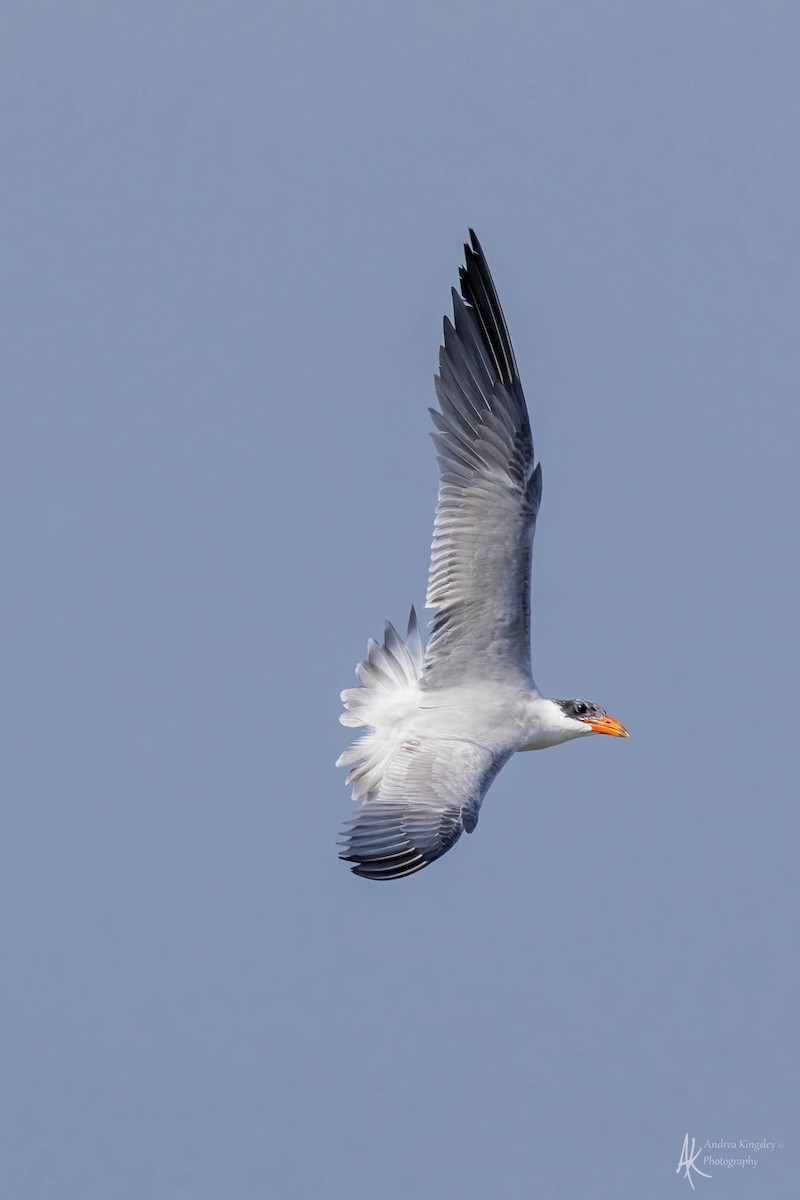 Caspian Tern - ML615633985