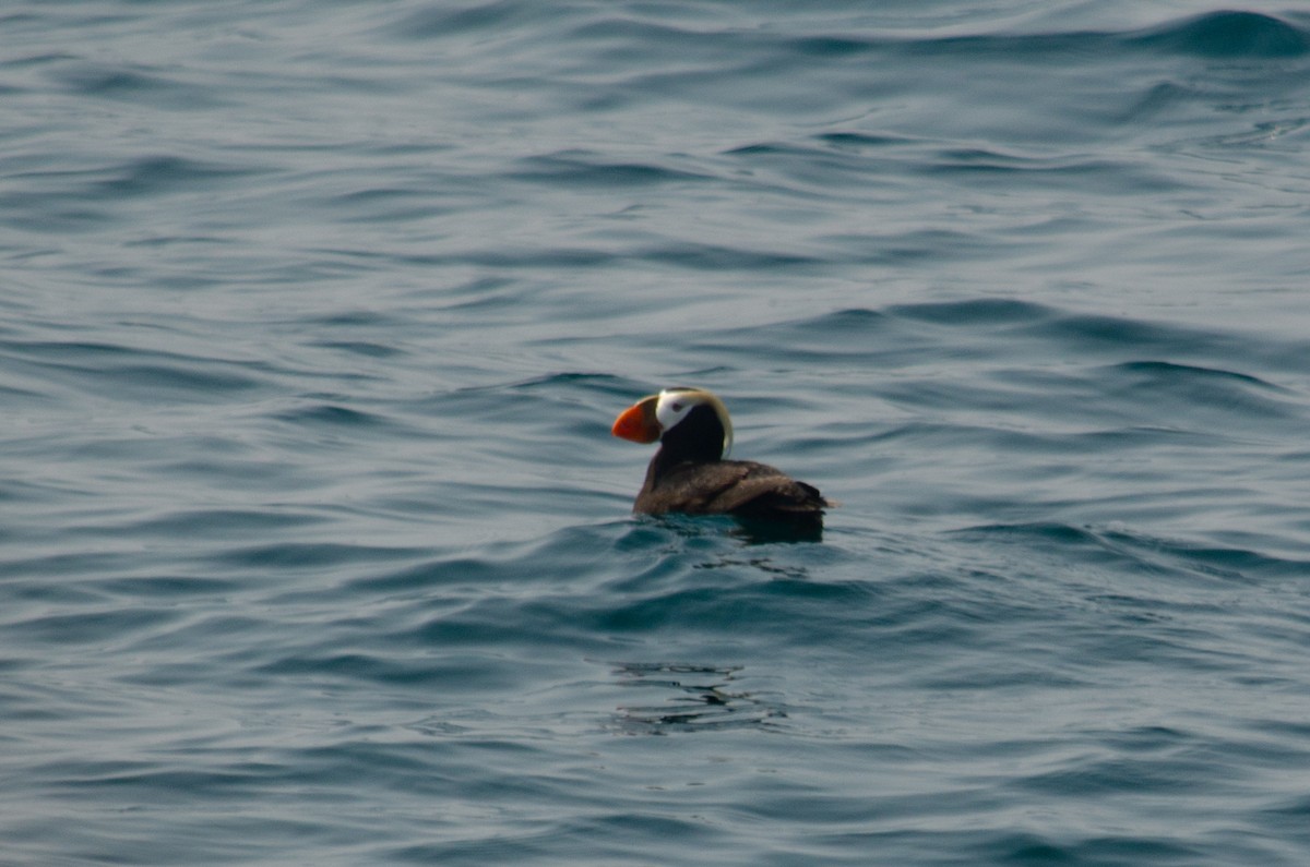 Tufted Puffin - Frank Fogarty