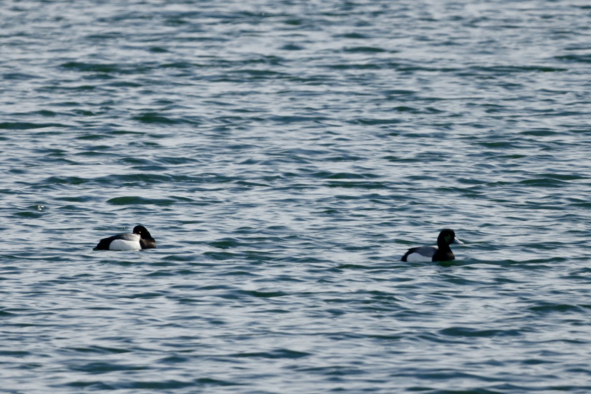 Greater Scaup - ML615633994