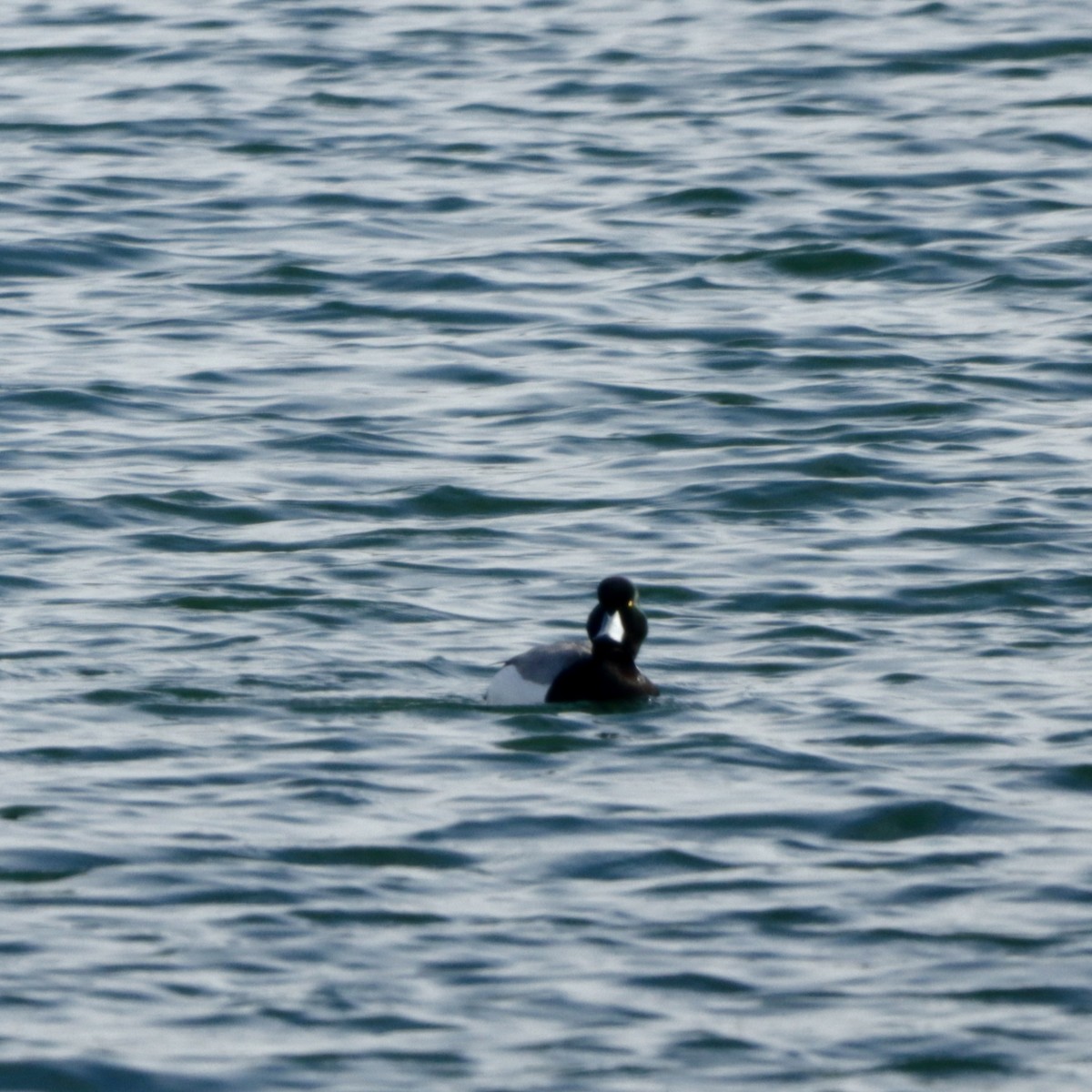 Greater Scaup - ML615633995