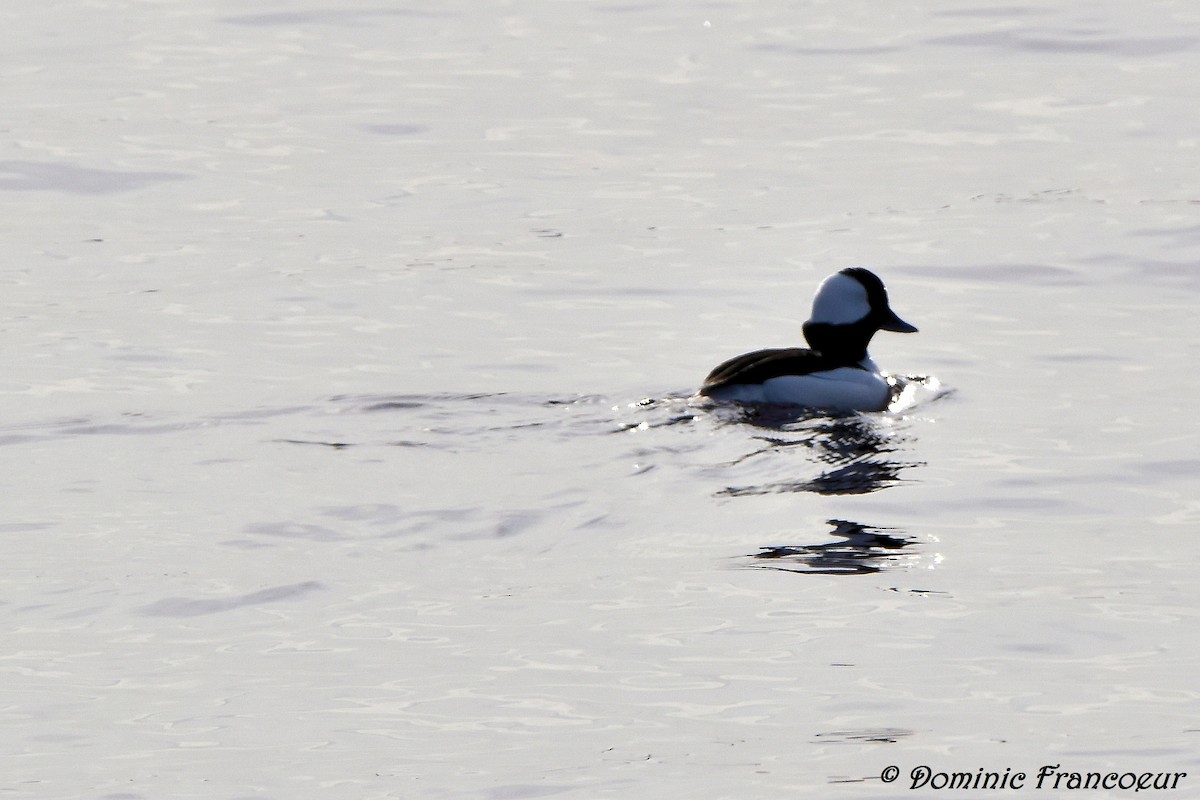 Bufflehead - ML615634019