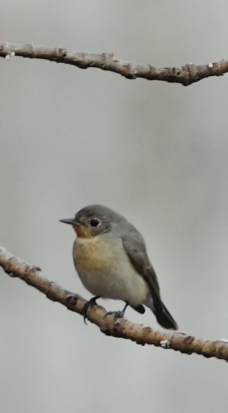 Red-breasted Flycatcher - ML615634033