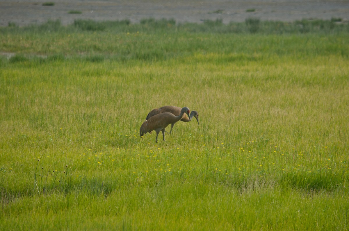 Sandhill Crane - ML615634068