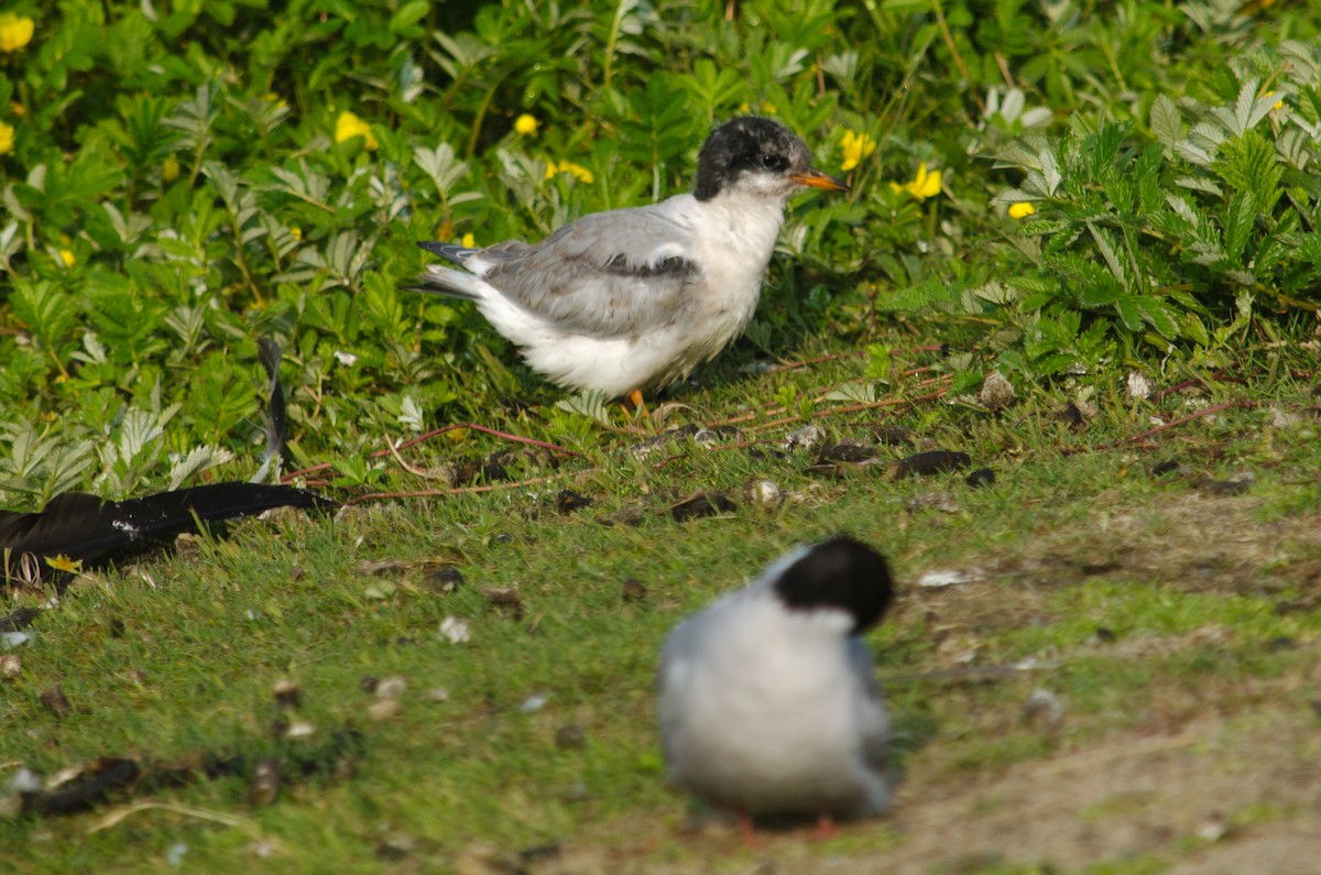 Arctic Tern - ML615634093