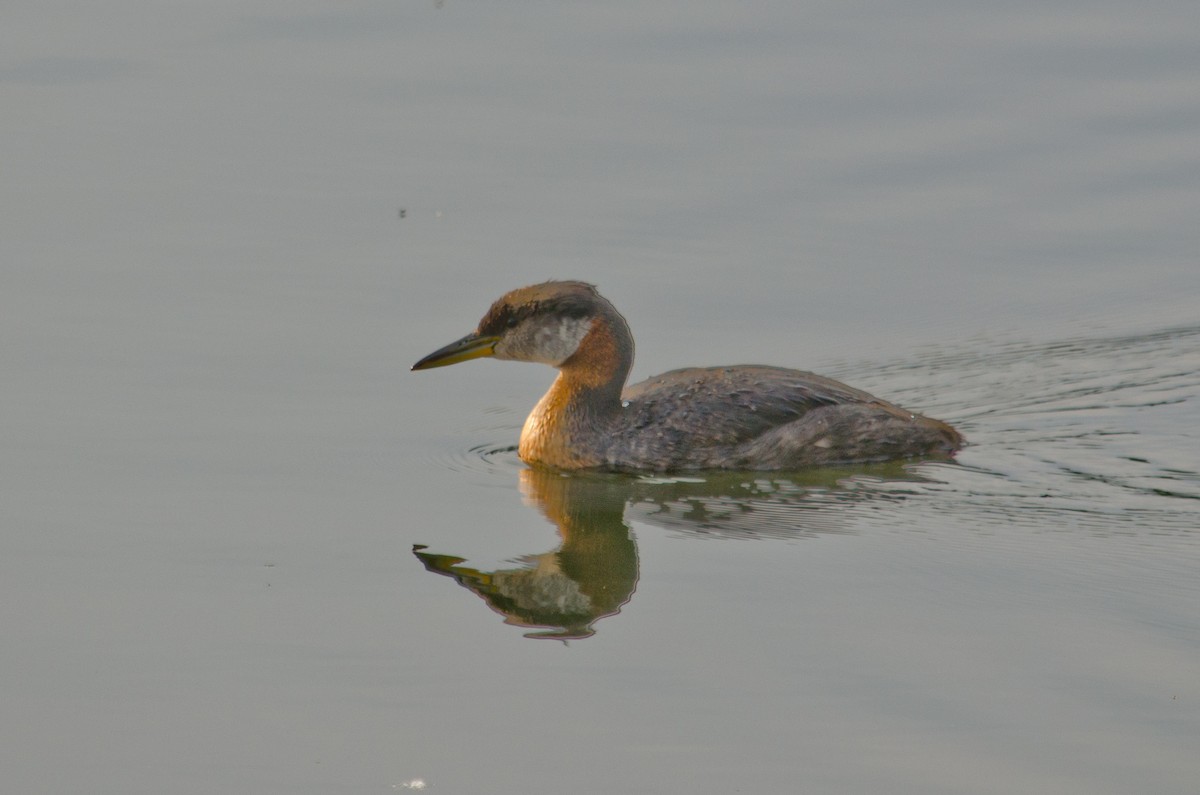 Red-necked Grebe - ML615634104