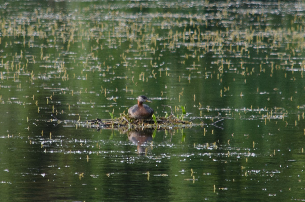 Red-necked Grebe - ML615634107