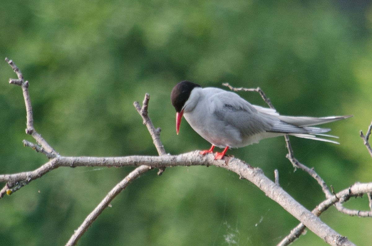 Arctic Tern - ML615634119