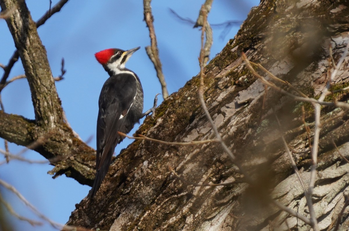 Pileated Woodpecker - ML615634131