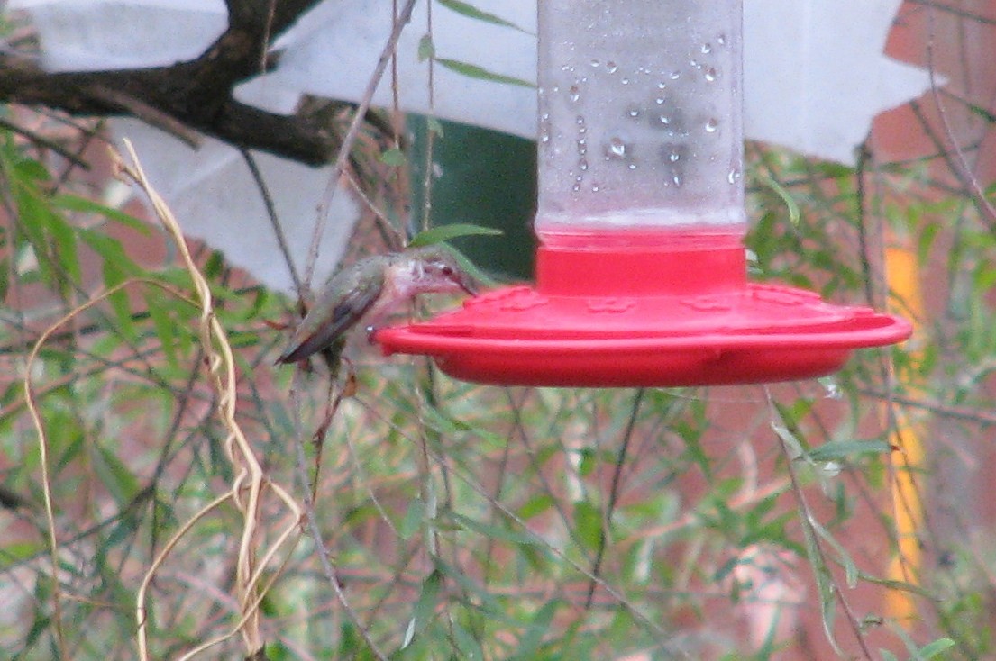 Rufous Hummingbird - ML615634137
