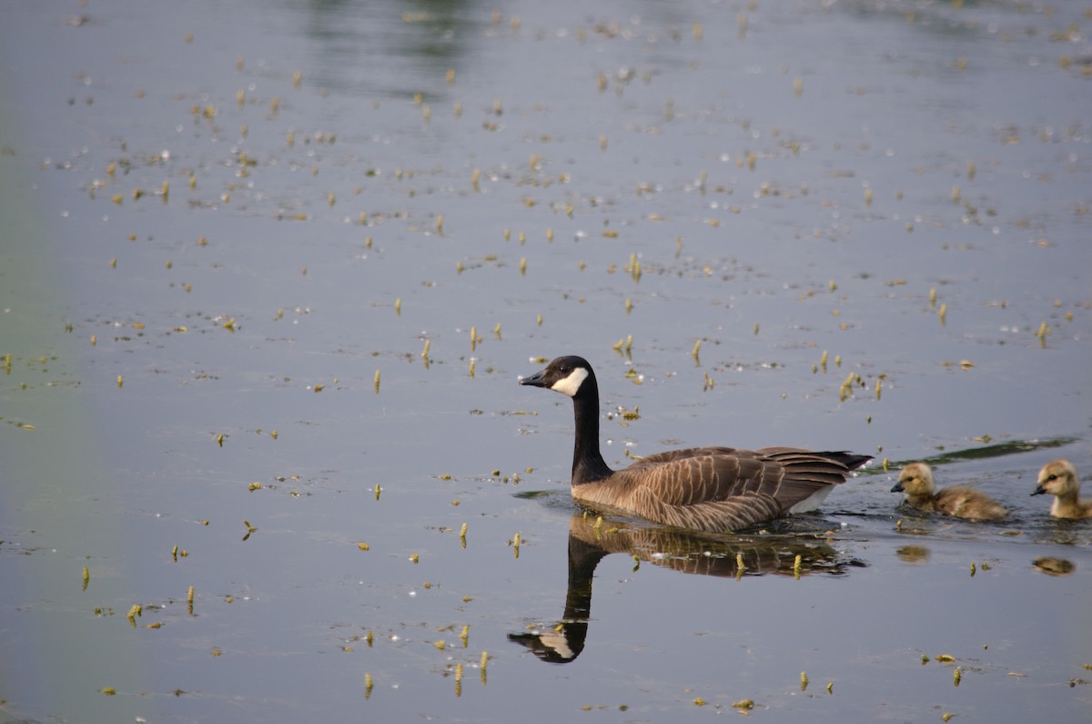 Canada Goose - ML615634170