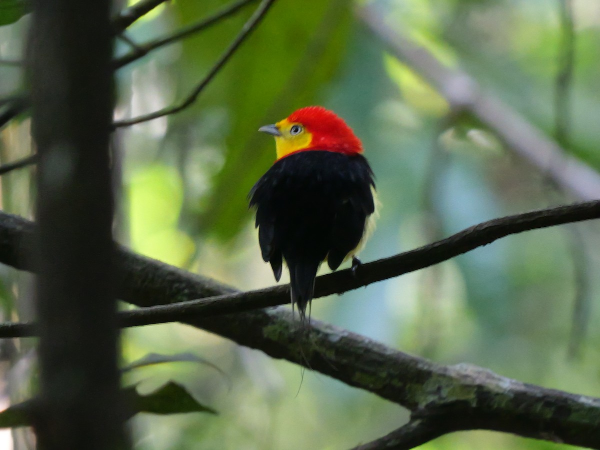 Wire-tailed Manakin - Dennis Arendt