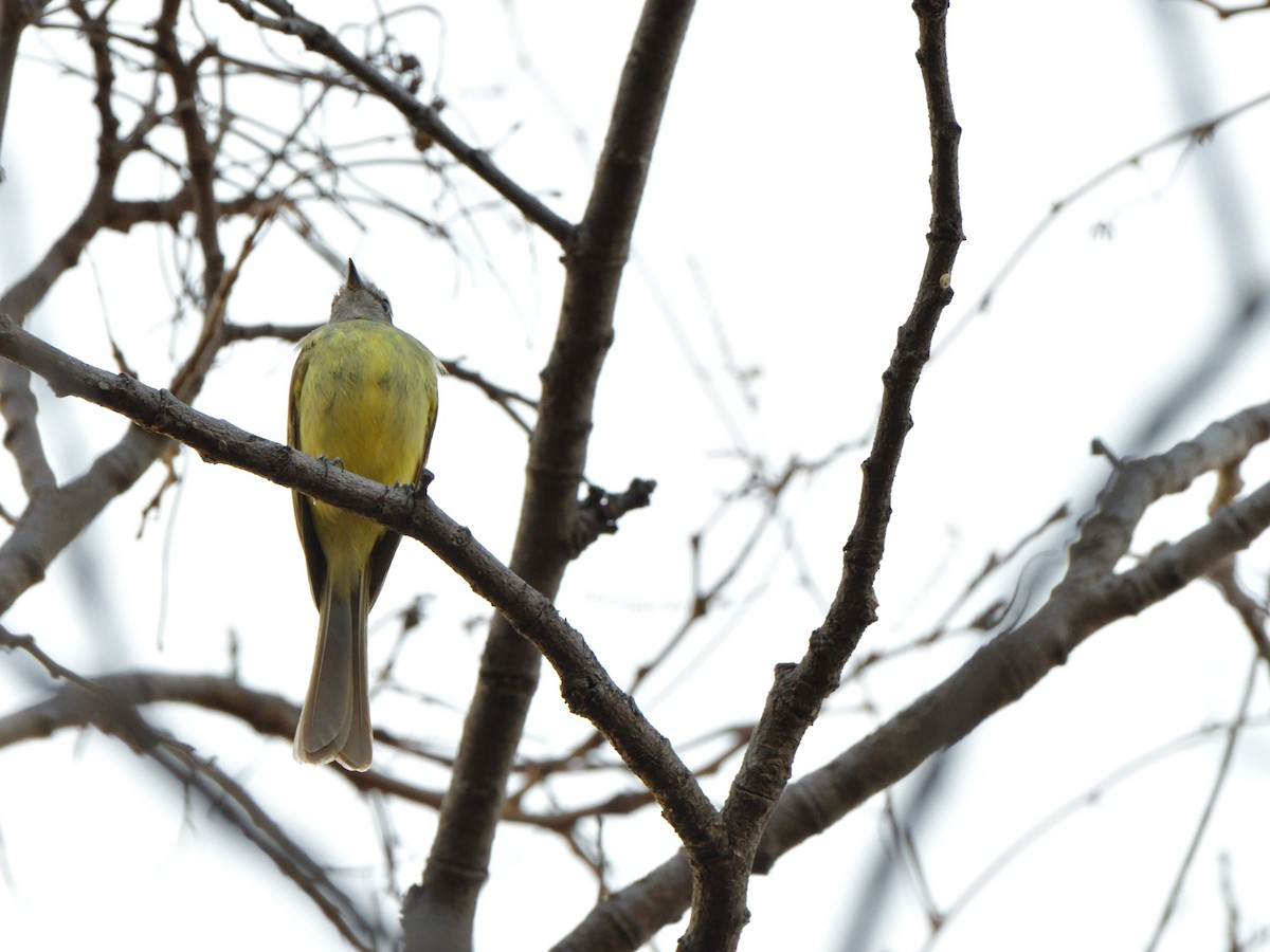 Greenish Elaenia (West Mexico) - ML615634236