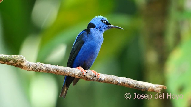 Red-legged Honeycreeper - ML615634384