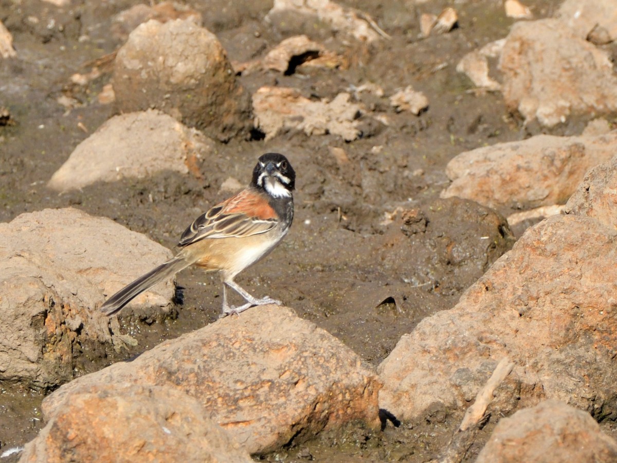 Black-chested Sparrow - Isain Contreras