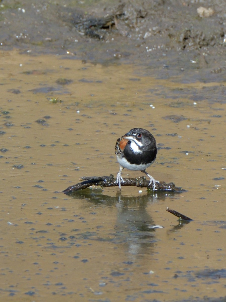 Black-chested Sparrow - Isain Contreras