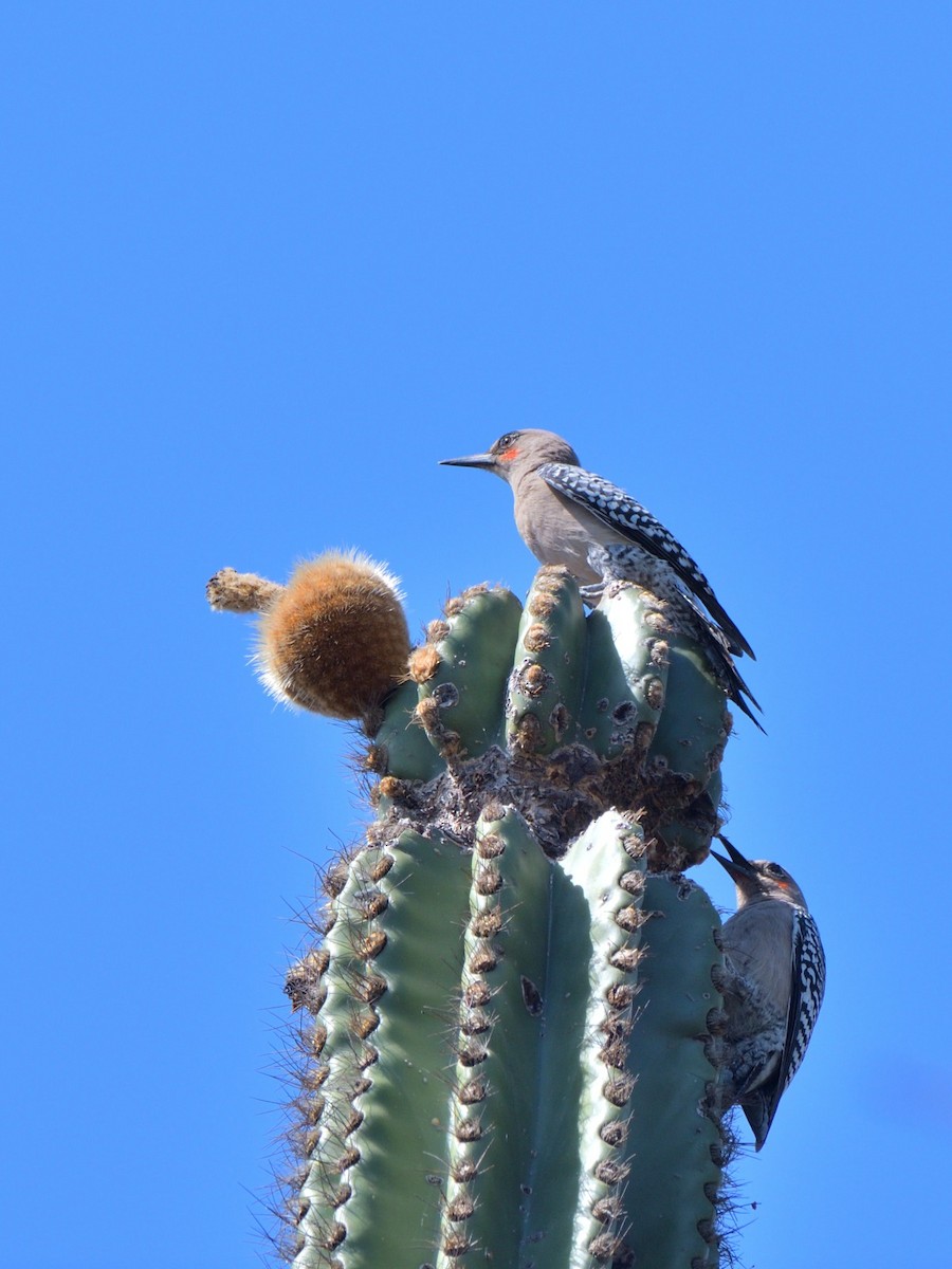 Gray-breasted Woodpecker - ML615634412