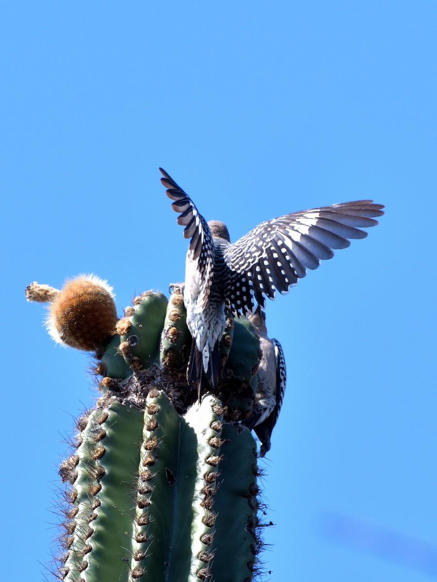 Gray-breasted Woodpecker - ML615634413