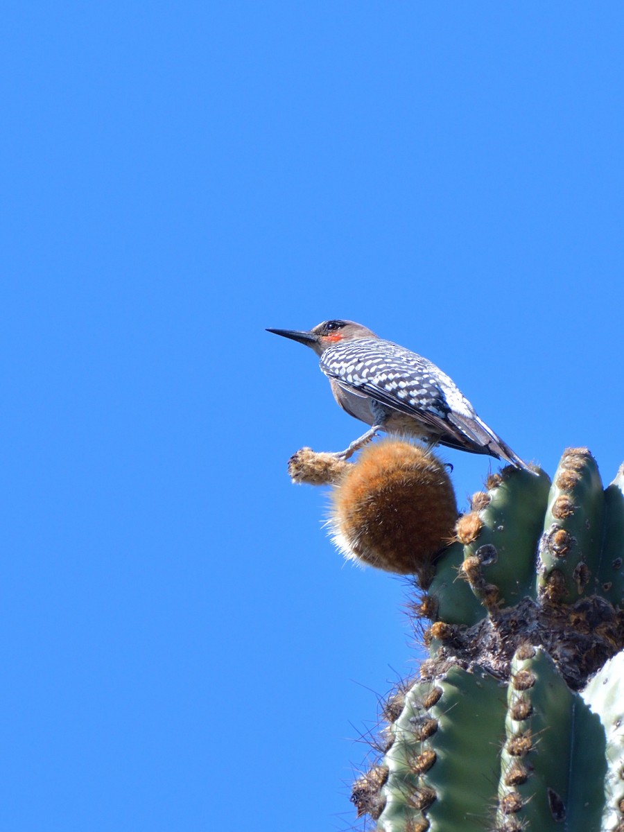 Gray-breasted Woodpecker - ML615634418