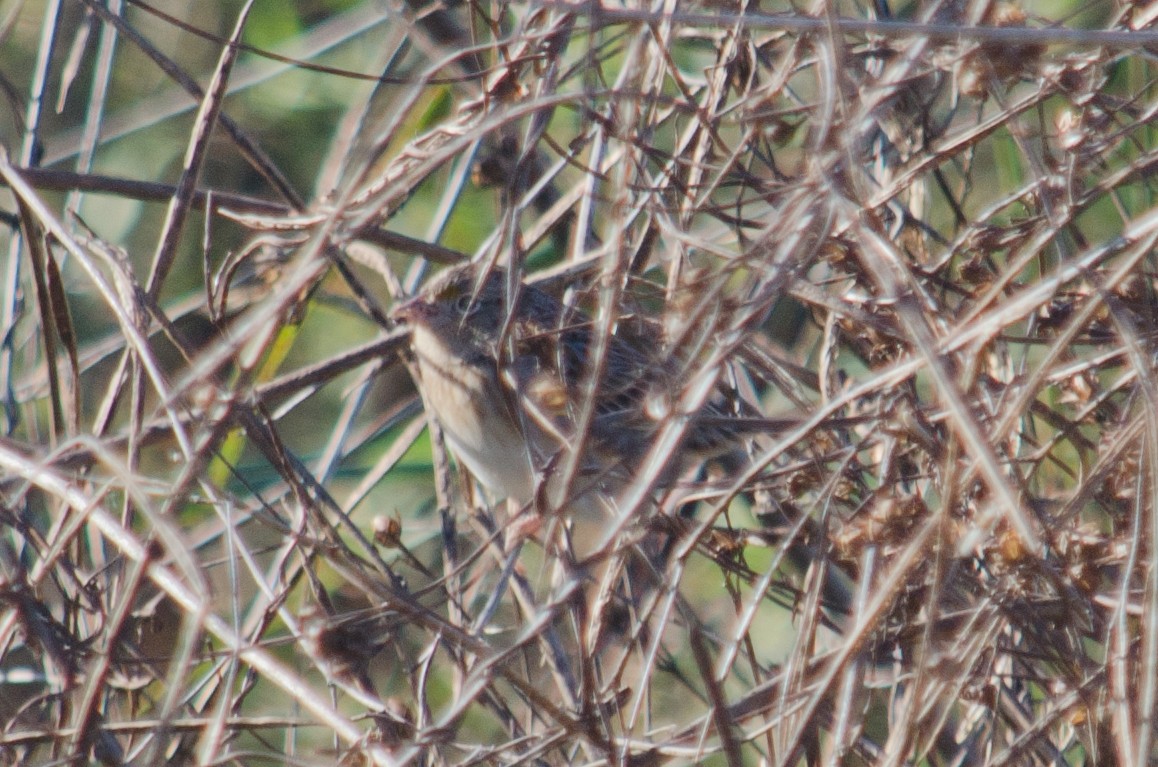 Grasshopper Sparrow - ML615634498