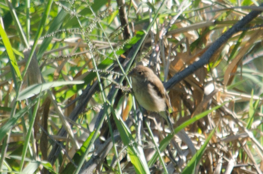 גיבתונית כחולה - ML615634539