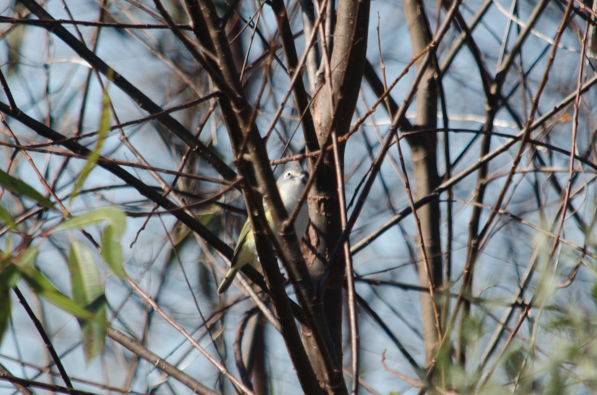 Blue-headed Vireo - Frank Fogarty