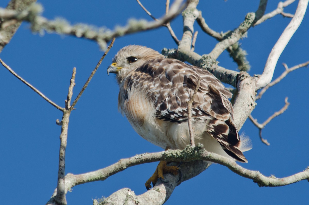 Red-shouldered Hawk - Frank Fogarty