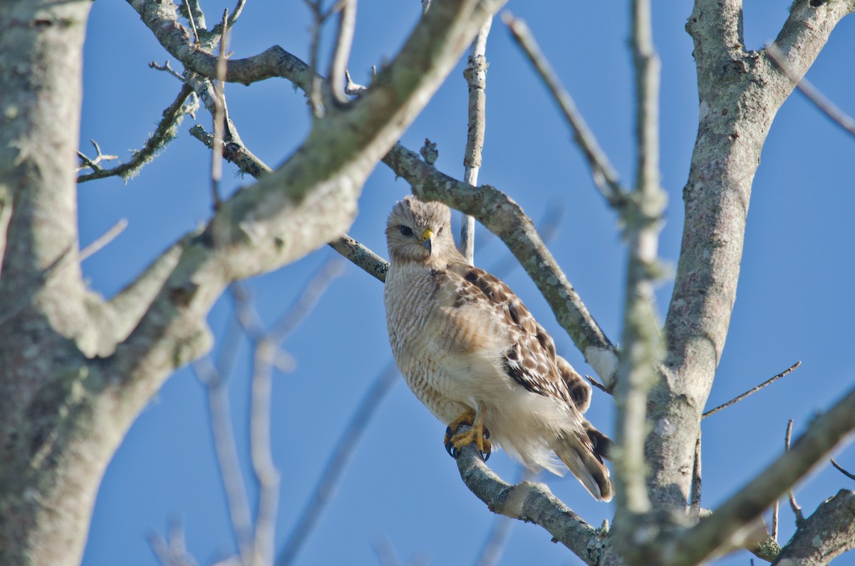 Red-shouldered Hawk - Frank Fogarty