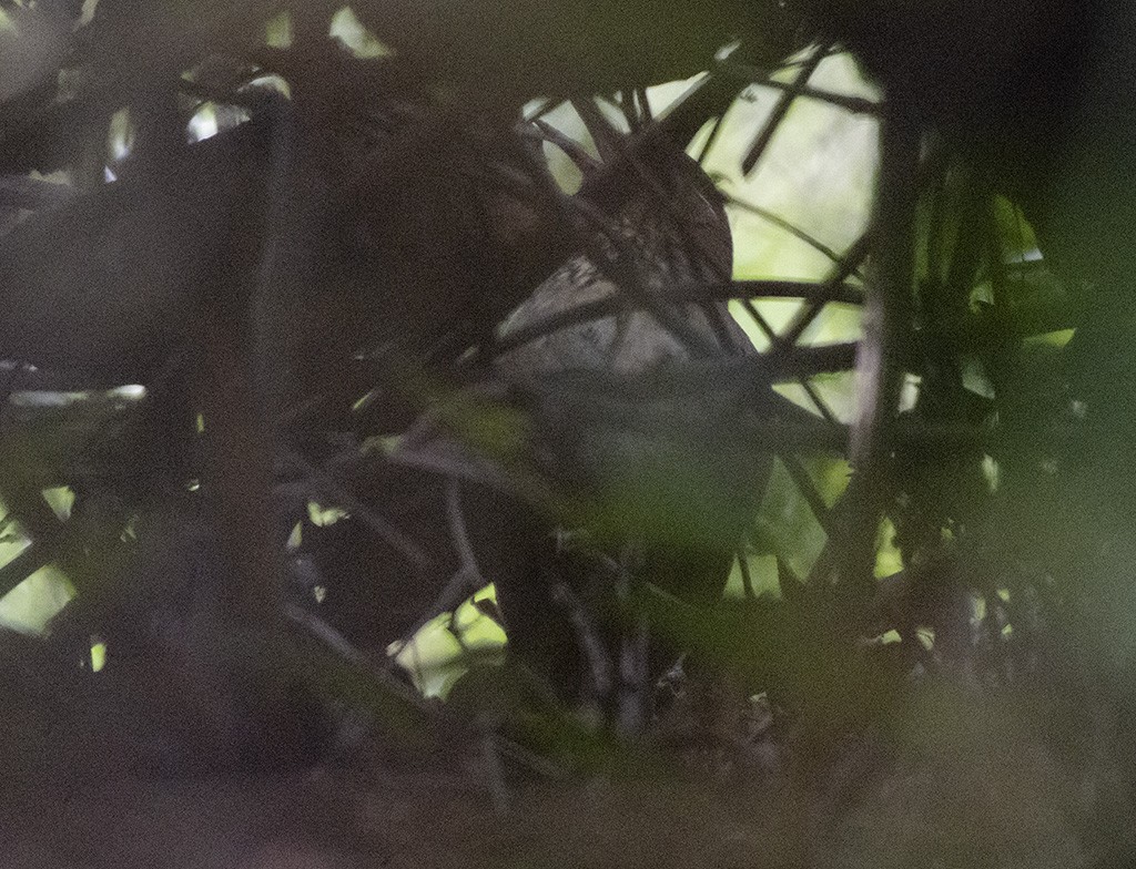 Spot-breasted Laughingthrush - ML615634571