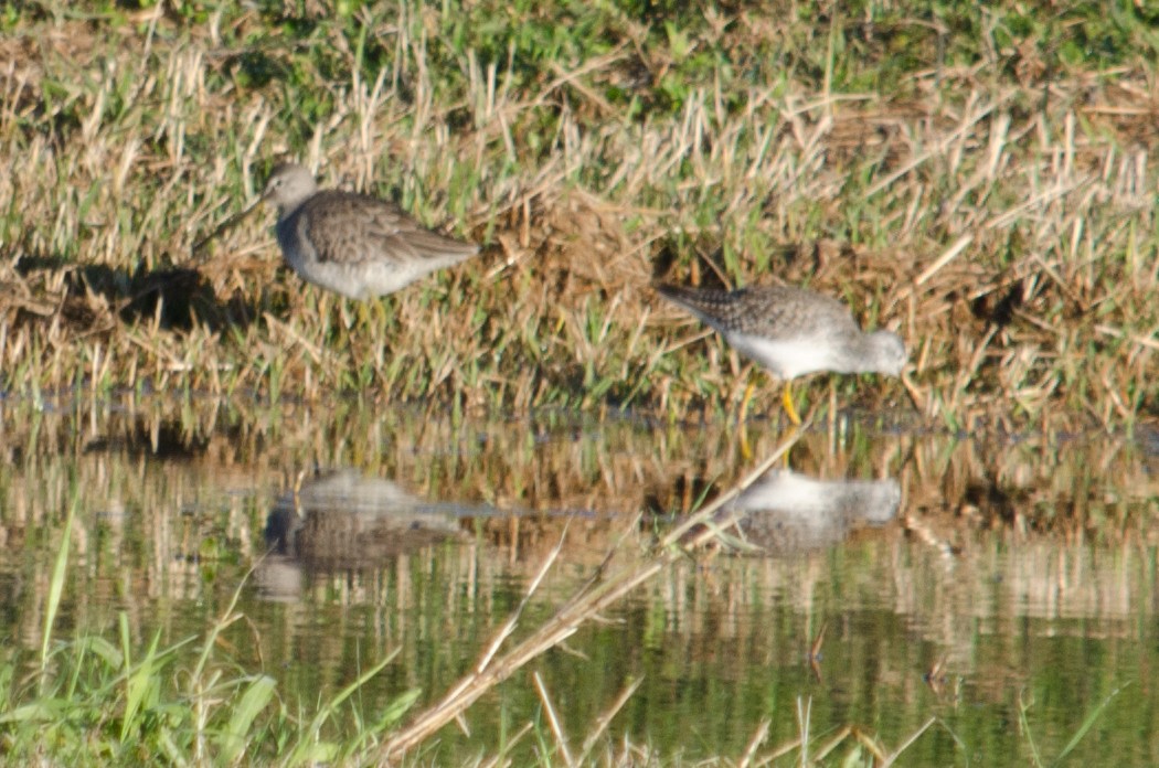 Lesser Yellowlegs - Frank Fogarty