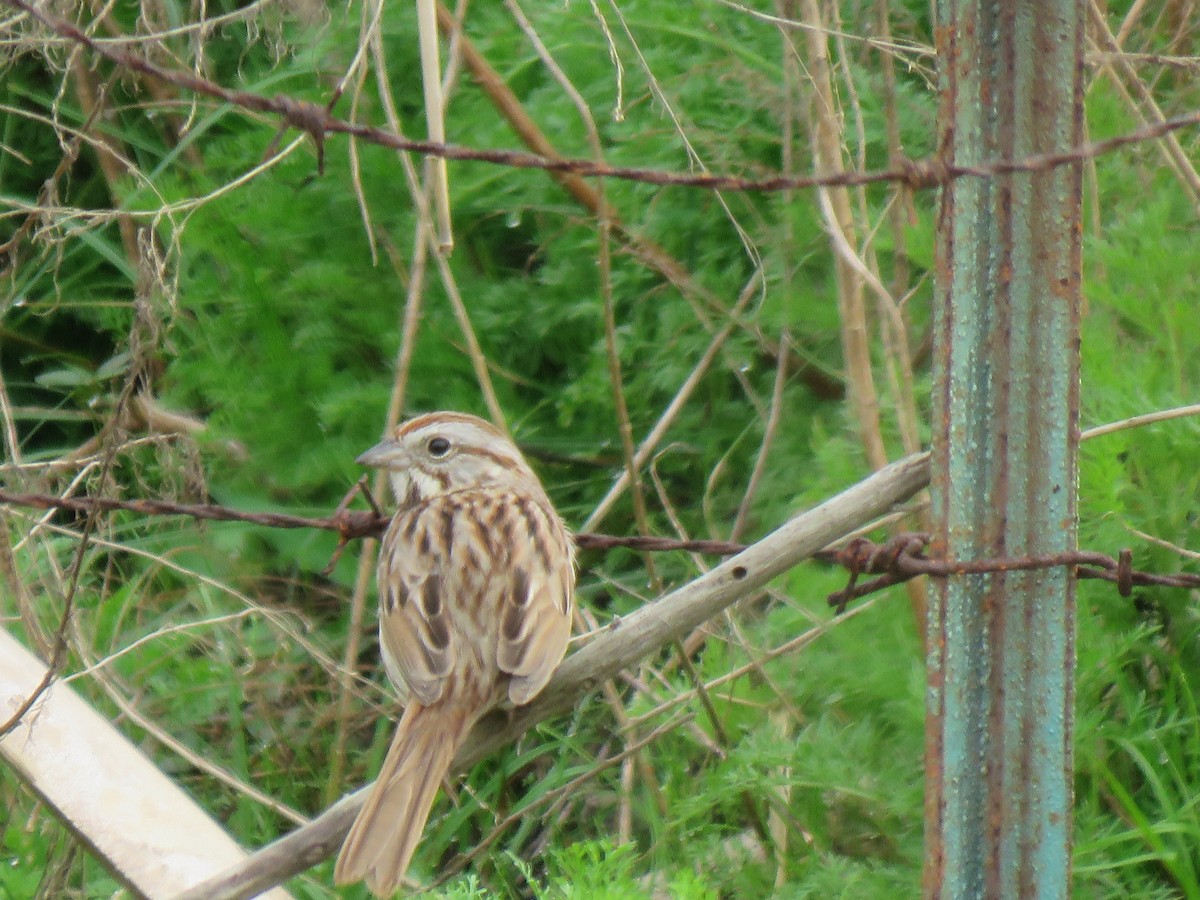 Song Sparrow - ML615634589