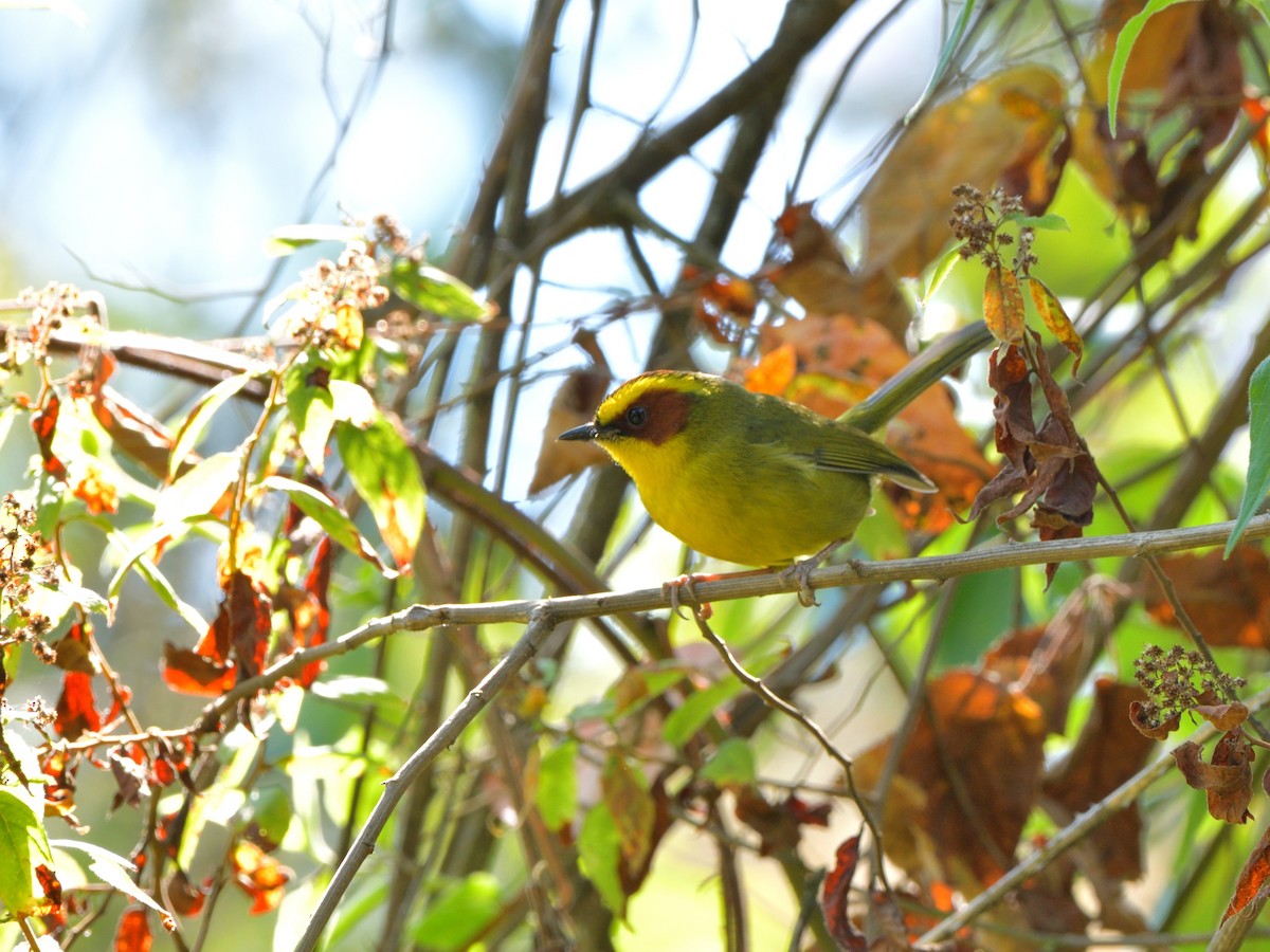 Golden-browed Warbler - ML615634619