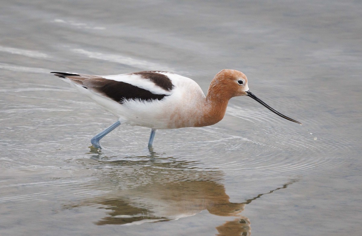 Avoceta Americana - ML615634649