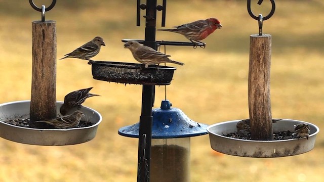 Pine Siskin - ML615634674