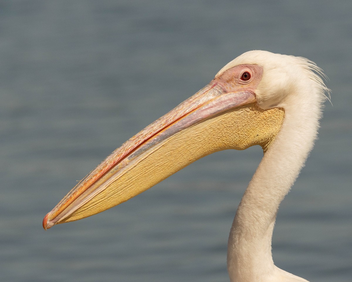Great White Pelican - Garret Skead