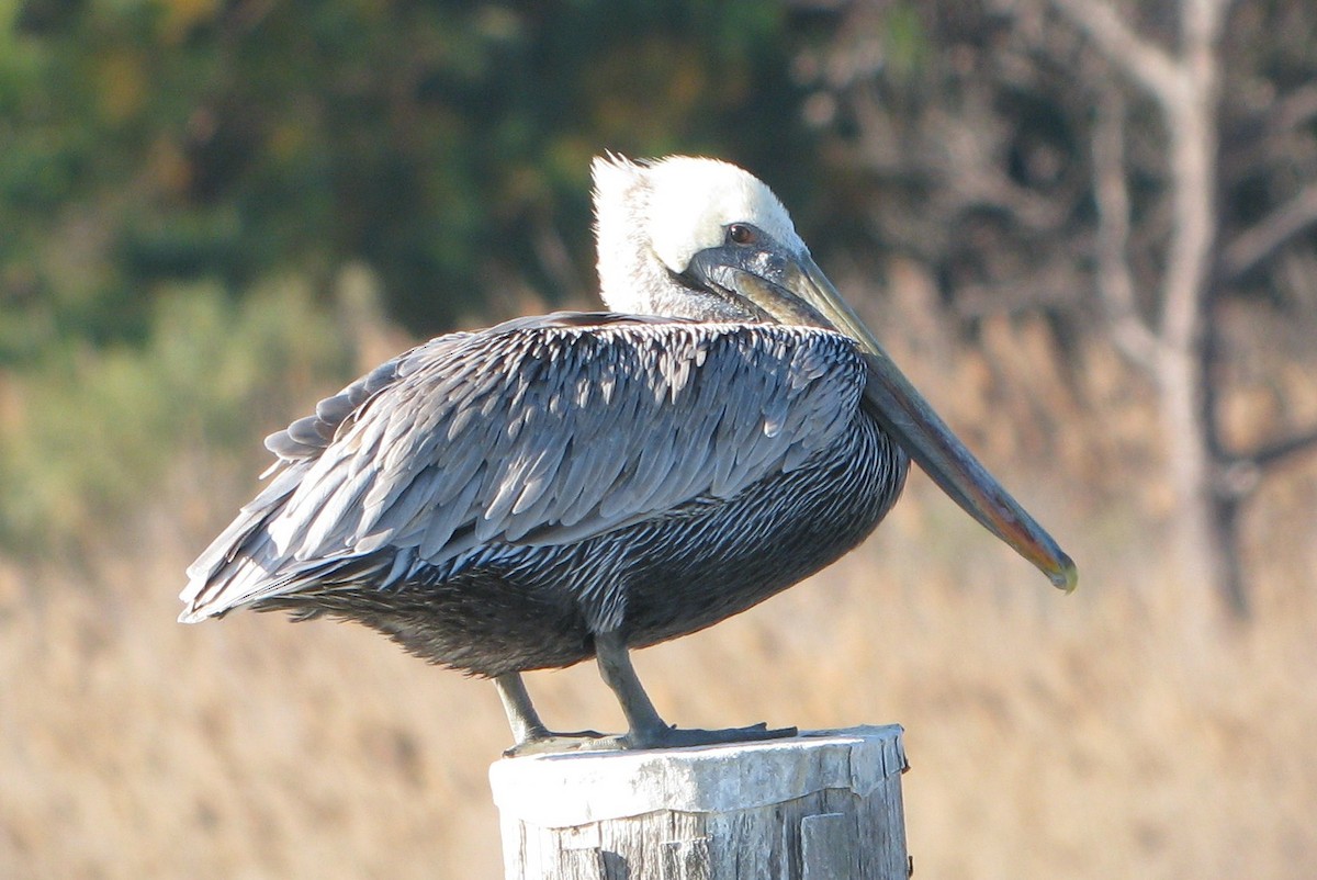 Brown Pelican - ML615634683