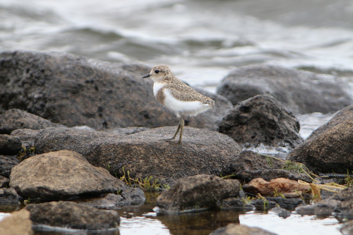 Two-banded Plover - ML615634722