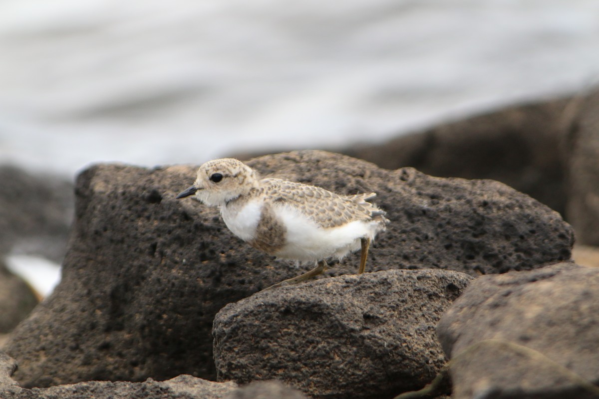 Two-banded Plover - ML615634735