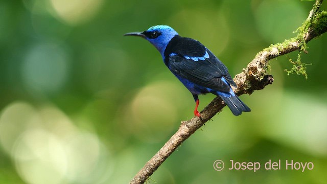 Red-legged Honeycreeper - ML615634740