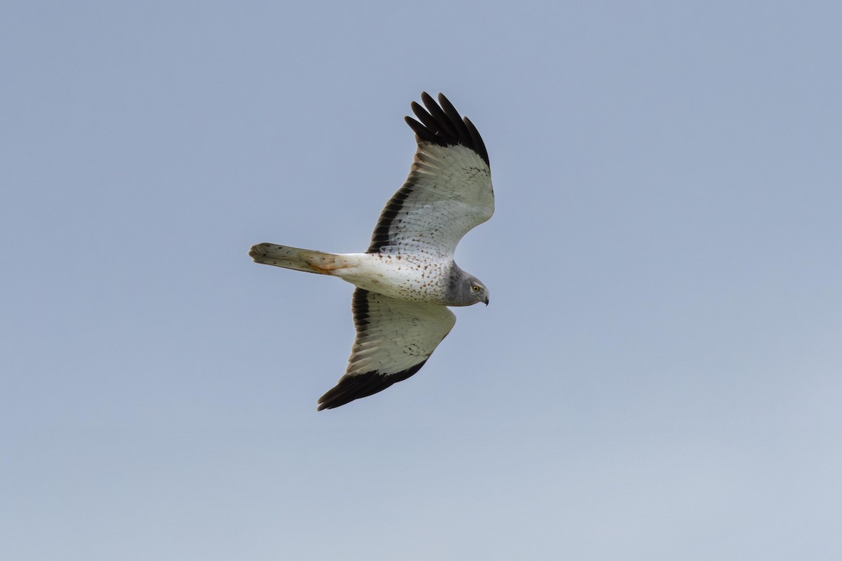 Northern Harrier - ML615634765