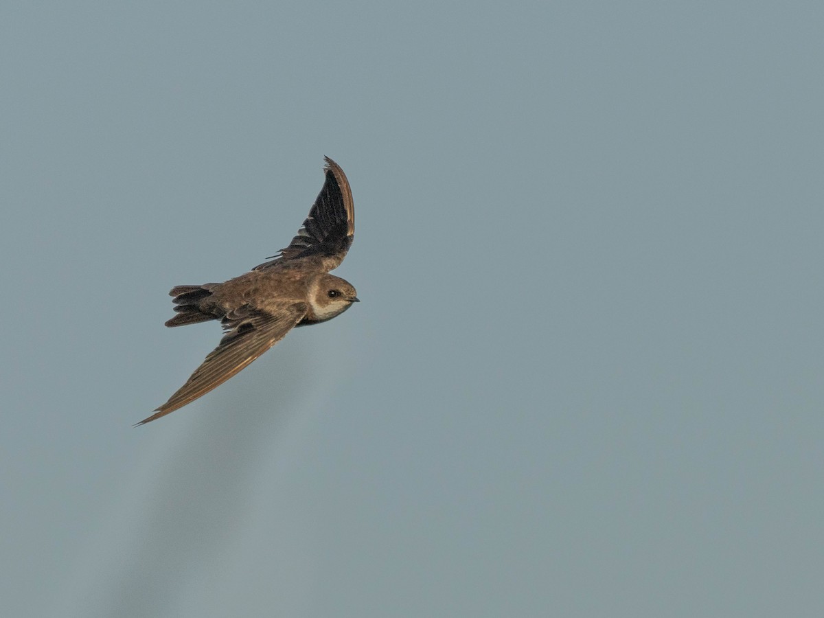 Bank Swallow - ML615634810